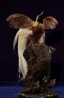 藏品(小天堂鳥)的圖片